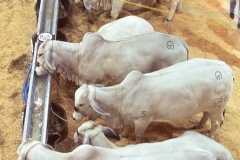 Ama062
