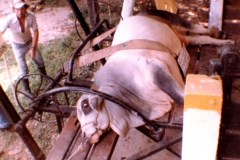 Mesa Porras 29